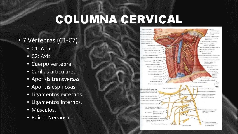 COLUMNA CERVICAL • 7 Vértebras (C 1 -C 7). • • • C 1: