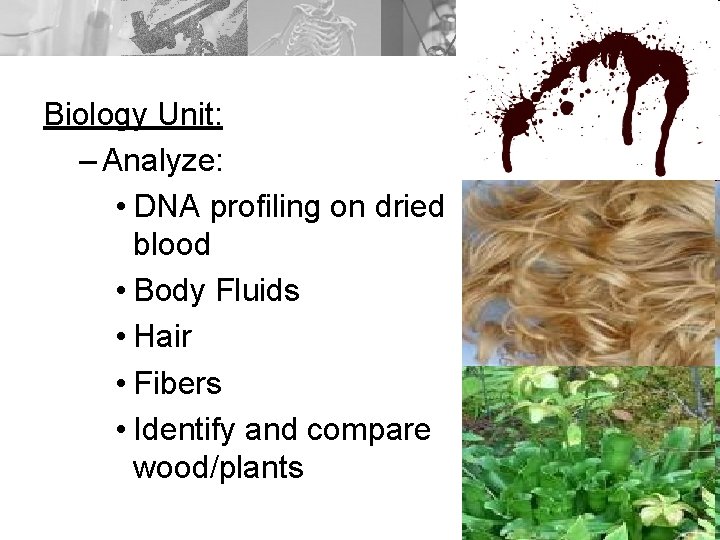 Biology Unit: – Analyze: • DNA profiling on dried blood • Body Fluids •