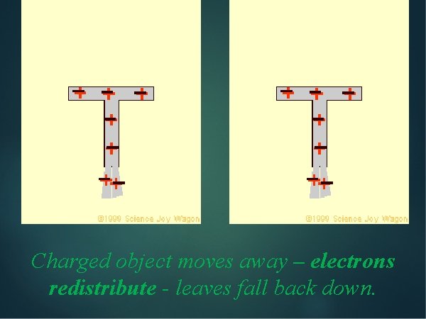 Charged object moves away – electrons redistribute - leaves fall back down. 