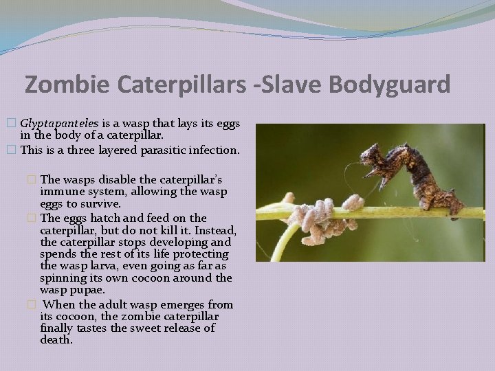 Zombie Caterpillars -Slave Bodyguard � Glyptapanteles is a wasp that lays its eggs in