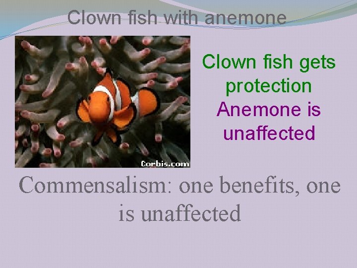 Clown fish with anemone Clown fish gets protection Anemone is unaffected Commensalism: one benefits,