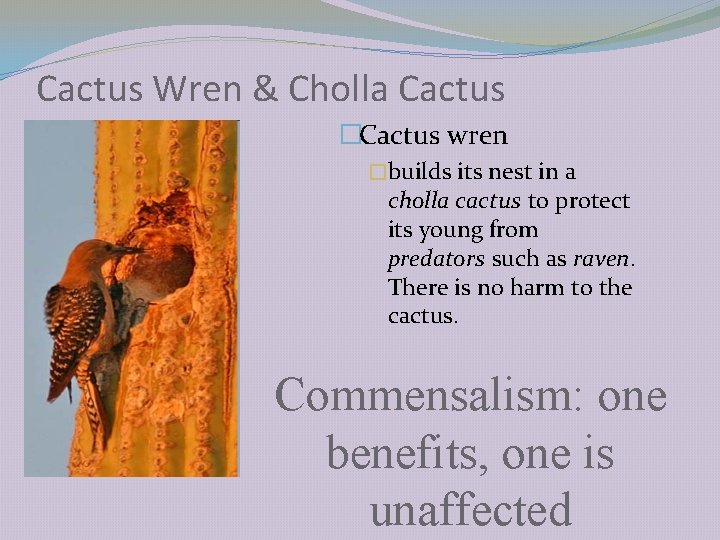 Cactus Wren & Cholla Cactus �Cactus wren �builds its nest in a cholla cactus