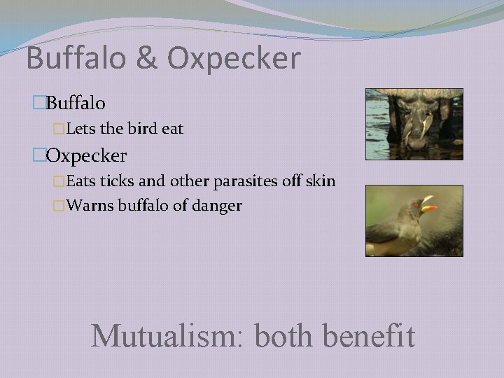 Buffalo & Oxpecker �Buffalo �Lets the bird eat �Oxpecker �Eats ticks and other parasites