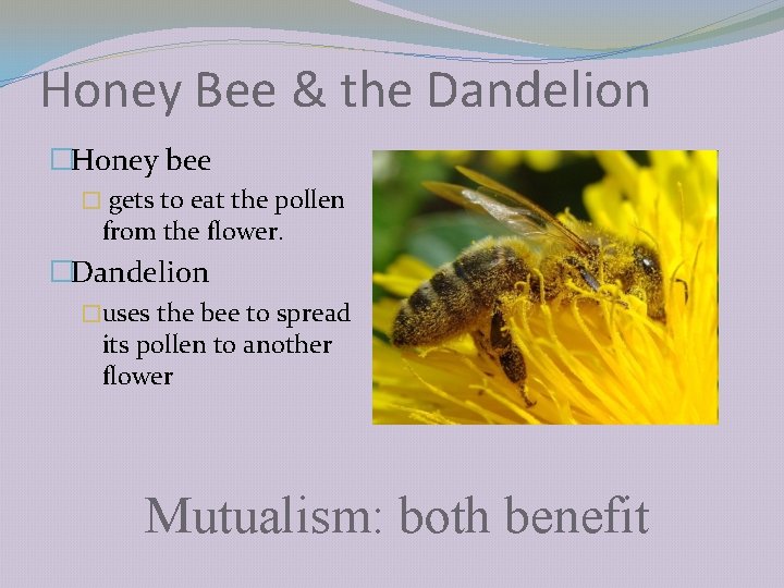 Honey Bee & the Dandelion �Honey bee � gets to eat the pollen from