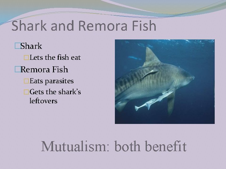 Shark and Remora Fish �Shark �Lets the fish eat �Remora Fish �Eats parasites �Gets