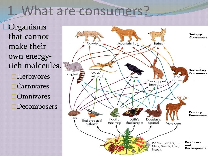 1. What are consumers? �Organisms that cannot make their own energyrich molecules. �Herbivores �Carnivores