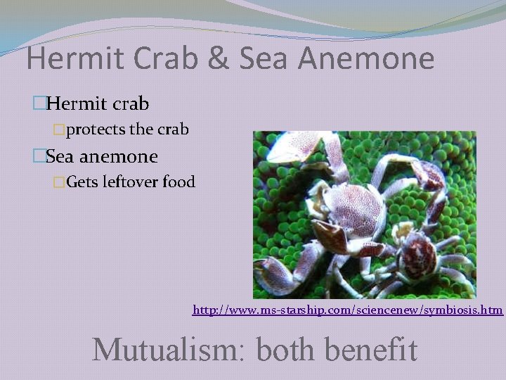 Hermit Crab & Sea Anemone �Hermit crab �protects the crab �Sea anemone �Gets leftover