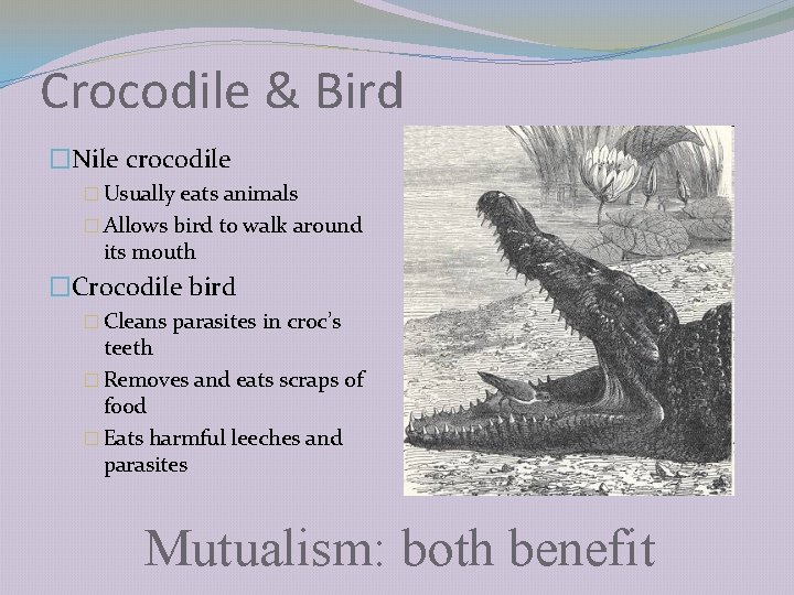 Crocodile & Bird �Nile crocodile � Usually eats animals � Allows bird to walk