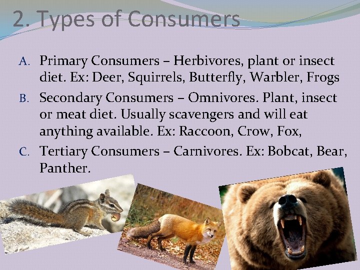 2. Types of Consumers A. Primary Consumers – Herbivores, plant or insect diet. Ex: