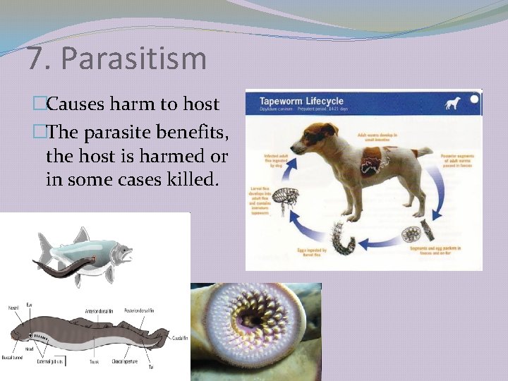 7. Parasitism �Causes harm to host �The parasite benefits, the host is harmed or