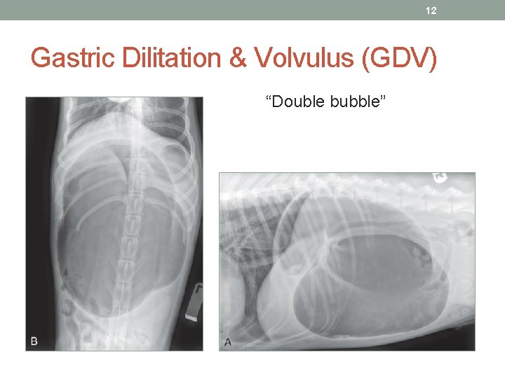 12 Gastric Dilitation & Volvulus (GDV) “Double bubble” 