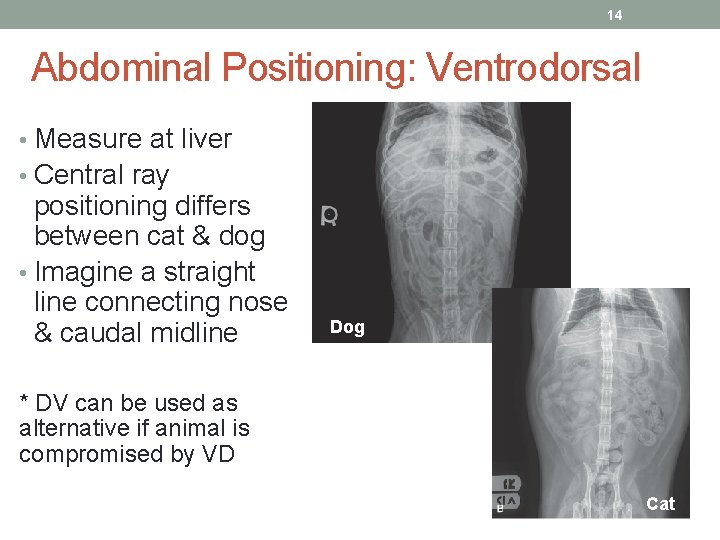 14 Abdominal Positioning: Ventrodorsal • Measure at liver • Central ray positioning differs between