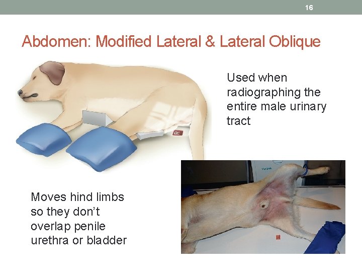 16 Abdomen: Modified Lateral & Lateral Oblique Used when radiographing the entire male urinary
