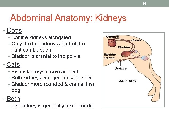 19 Abdominal Anatomy: Kidneys • Dogs: • Canine kidneys elongated • Only the left