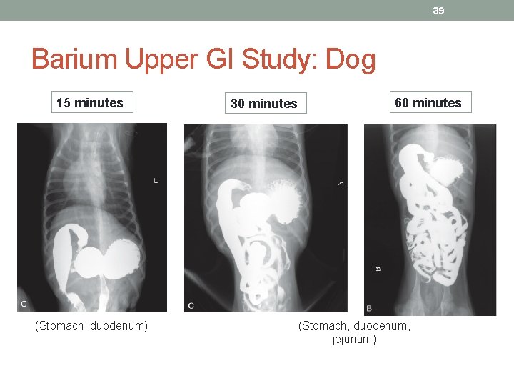 39 Barium Upper GI Study: Dog 15 minutes (Stomach, duodenum) 30 minutes 60 minutes
