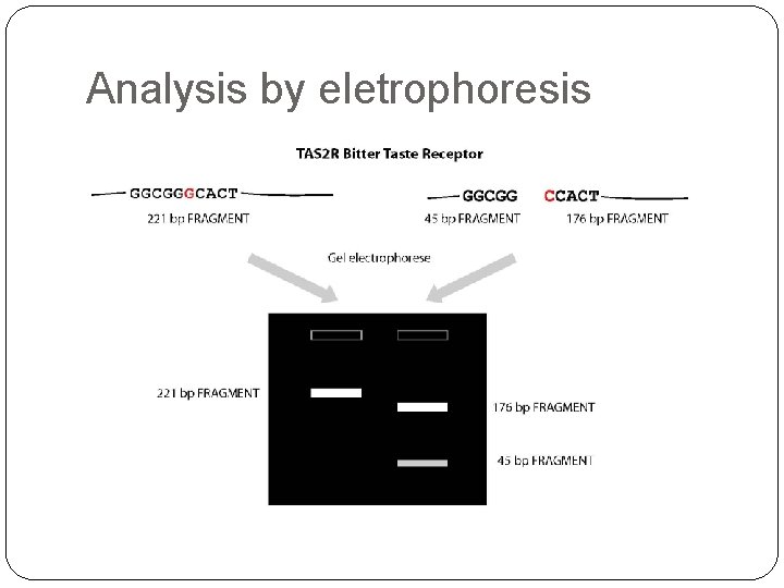 Analysis by eletrophoresis 