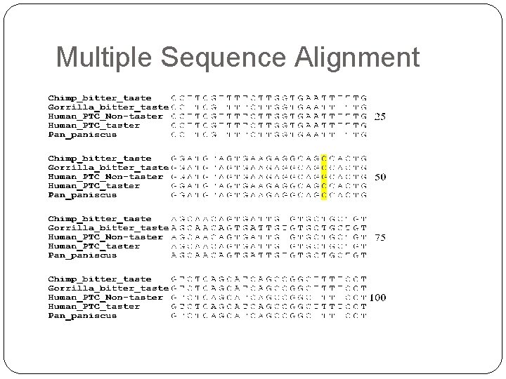 Multiple Sequence Alignment 