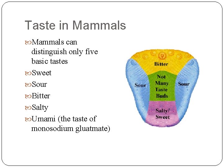 Taste in Mammals can distinguish only five basic tastes Sweet Sour Bitter Salty Umami