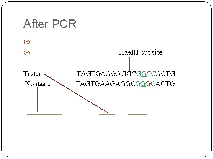 After PCR Taster Nontaster Hae. III cut site TAGTGAAGAGGCGGCCACTG TAGTGAAGAGGCGGGCACTG 