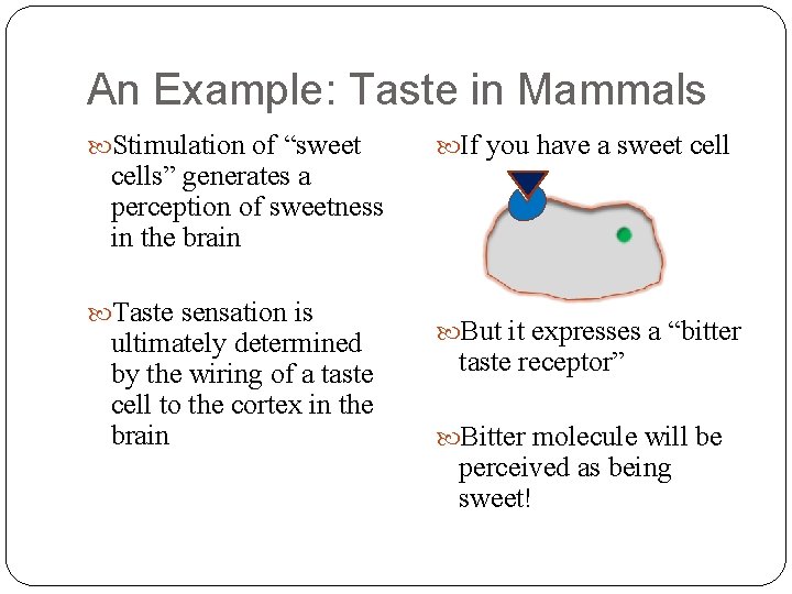 An Example: Taste in Mammals Stimulation of “sweet cells” generates a perception of sweetness