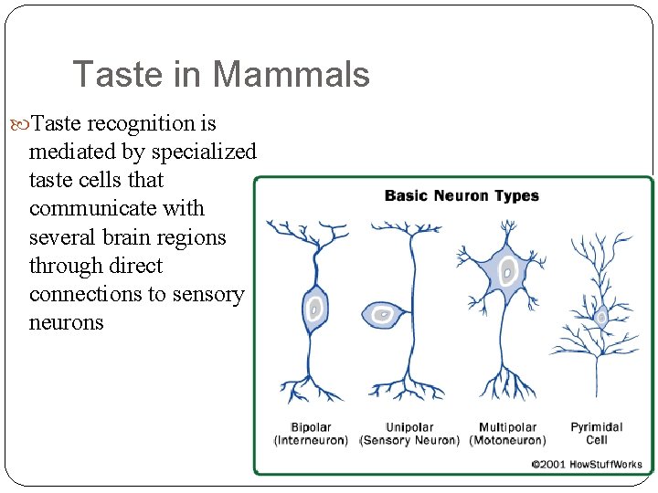 Taste in Mammals Taste recognition is mediated by specialized taste cells that communicate with