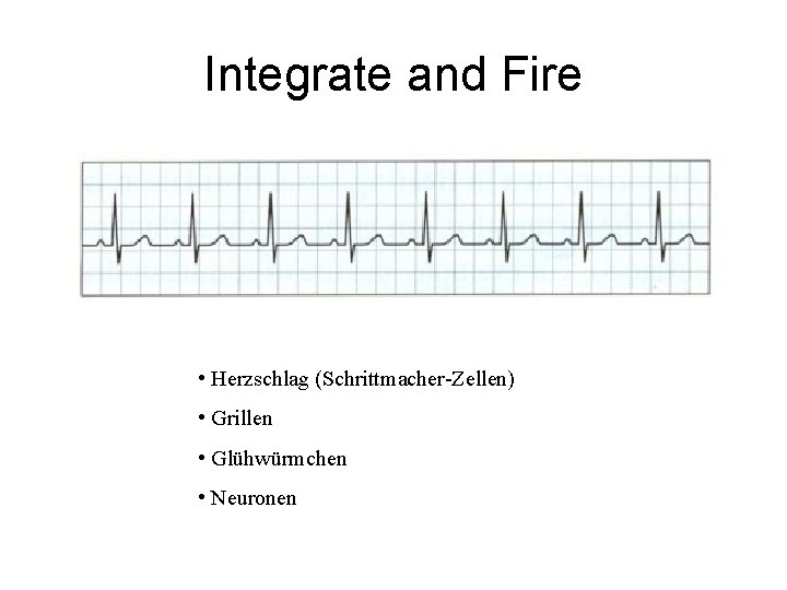 Integrate and Fire • Herzschlag (Schrittmacher-Zellen) • Grillen • Glühwürmchen • Neuronen 