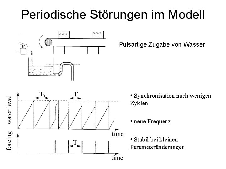 Periodische Störungen im Modell Pulsartige Zugabe von Wasser • Synchronisation nach wenigen Zyklen •