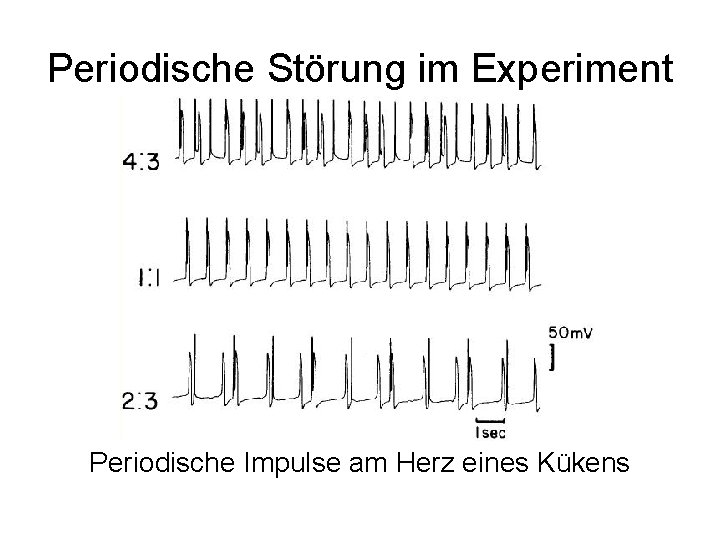 Periodische Störung im Experiment Periodische Impulse am Herz eines Kükens 