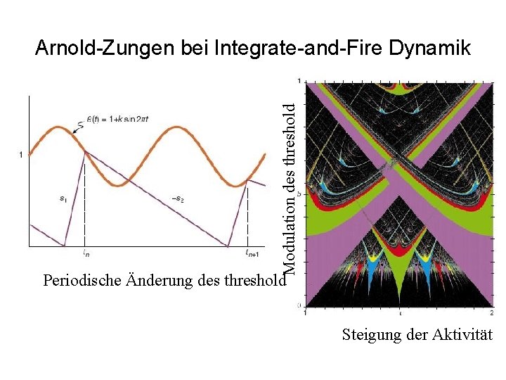 Modulation des threshold Arnold-Zungen bei Integrate-and-Fire Dynamik Periodische Änderung des threshold Steigung der Aktivität