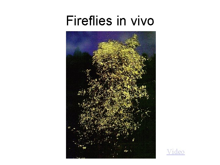 Fireflies in vivo Video 
