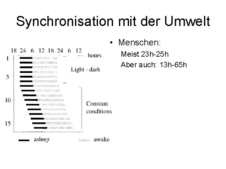 Synchronisation mit der Umwelt • Menschen: Meist 23 h-25 h Aber auch: 13 h-65