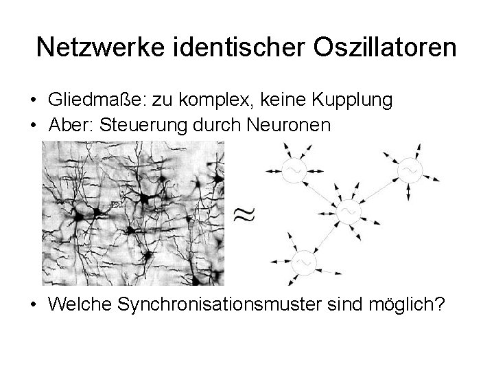 Netzwerke identischer Oszillatoren • Gliedmaße: zu komplex, keine Kupplung • Aber: Steuerung durch Neuronen