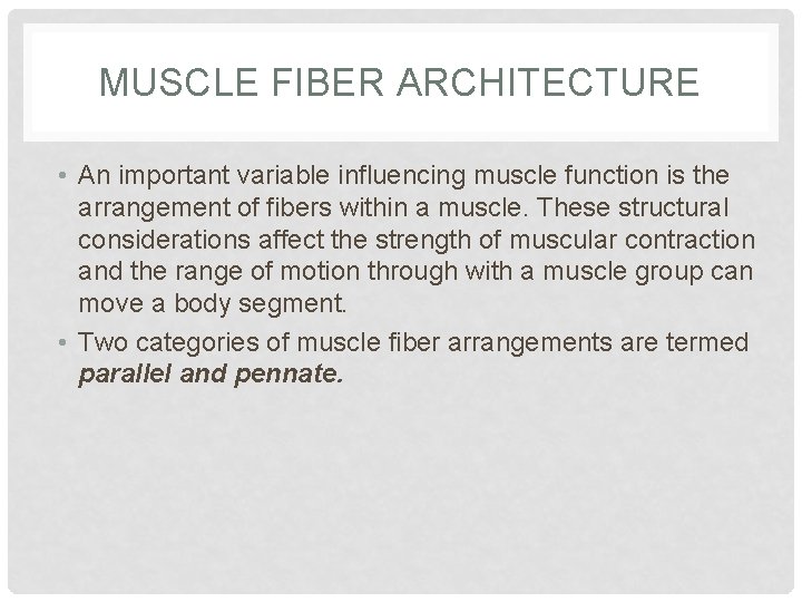 MUSCLE FIBER ARCHITECTURE • An important variable influencing muscle function is the arrangement of