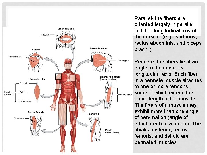Parallel- the fibers are oriented largely in parallel with the longitudinal axis of the