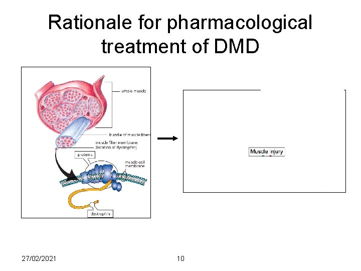 Rationale for pharmacological treatment of DMD 27/02/2021 10 