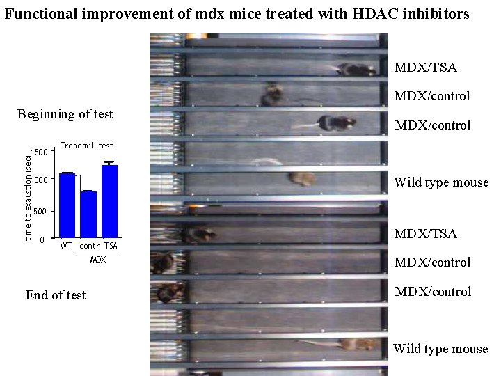 Functional improvement of mdx mice treated with HDAC inhibitors MDX/TSA MDX/control Beginning of test