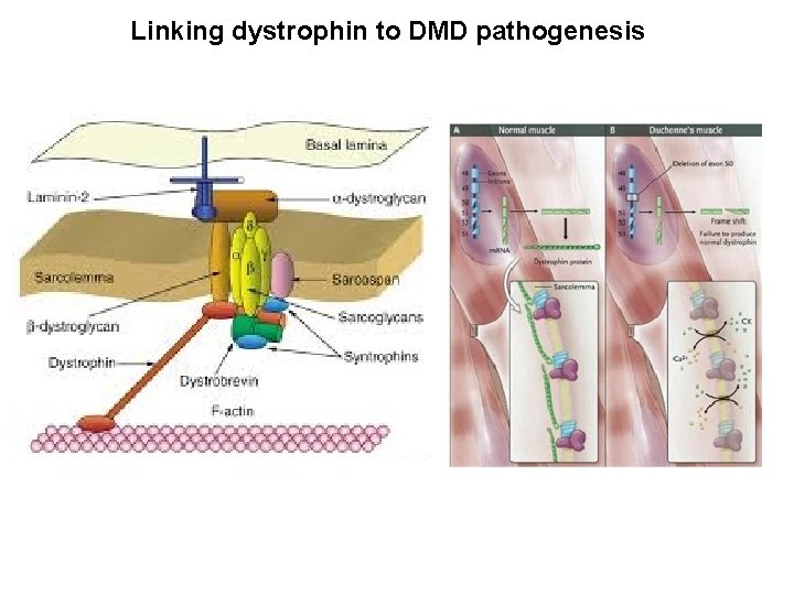 Linking dystrophin to DMD pathogenesis 