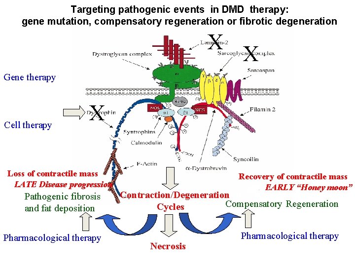 Targeting pathogenic events in DMD therapy: gene mutation, compensatory regeneration or fibrotic degeneration X