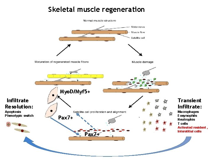 Skeletal muscle regeneration Myo. D/Myf 5+ Infiltrate Resolution: Transient Infiltrate: Apoptosis Phenotypic switch Macrophages