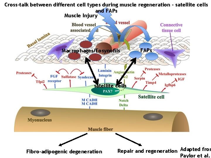 Cross-talk between different cell types during muscle regeneration – satellite cells and FAPs Muscle