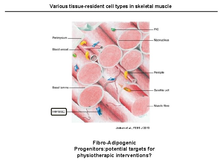 Various tissue-resident cell types in skeletal muscle Judson et al. , FEBS J 2013