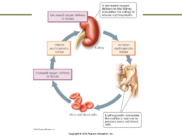 Copyright © 2012 Pearson Education, Inc. 