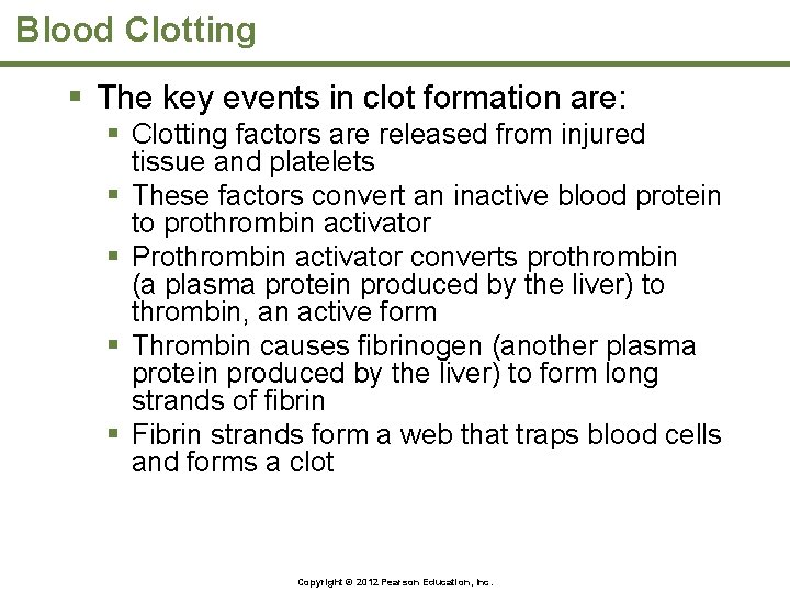 Blood Clotting § The key events in clot formation are: § Clotting factors are