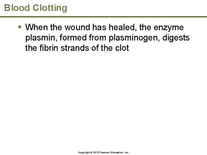 Blood Clotting § When the wound has healed, the enzyme plasmin, formed from plasminogen,