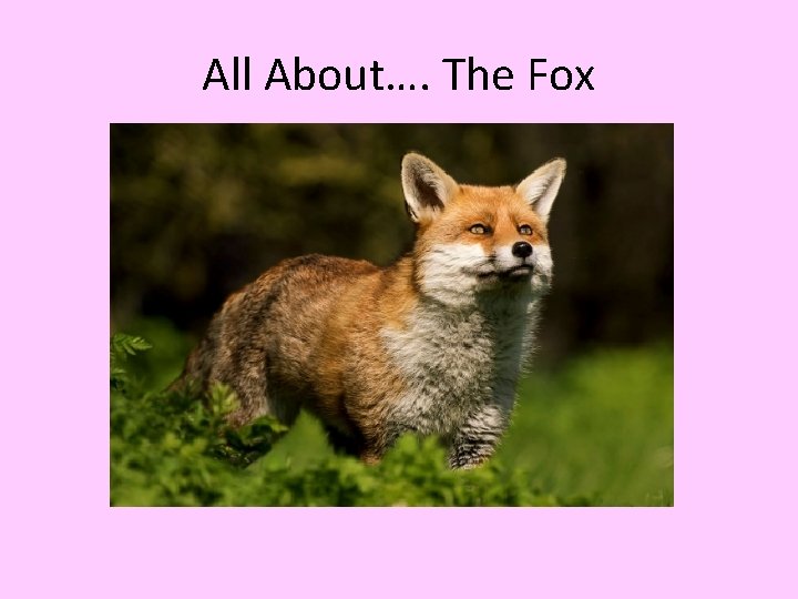 All About…. The Fox 