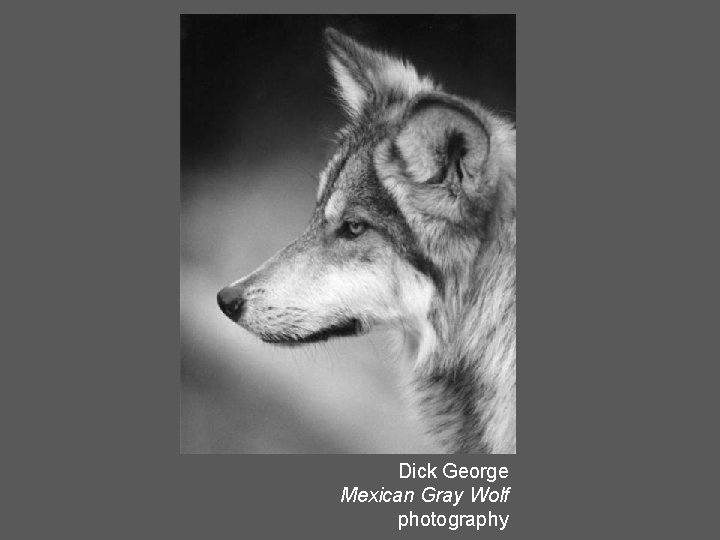 Dick George Mexican Gray Wolf photography 