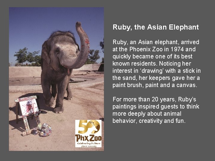 Ruby, the Asian Elephant Ruby, an Asian elephant, arrived at the Phoenix Zoo in