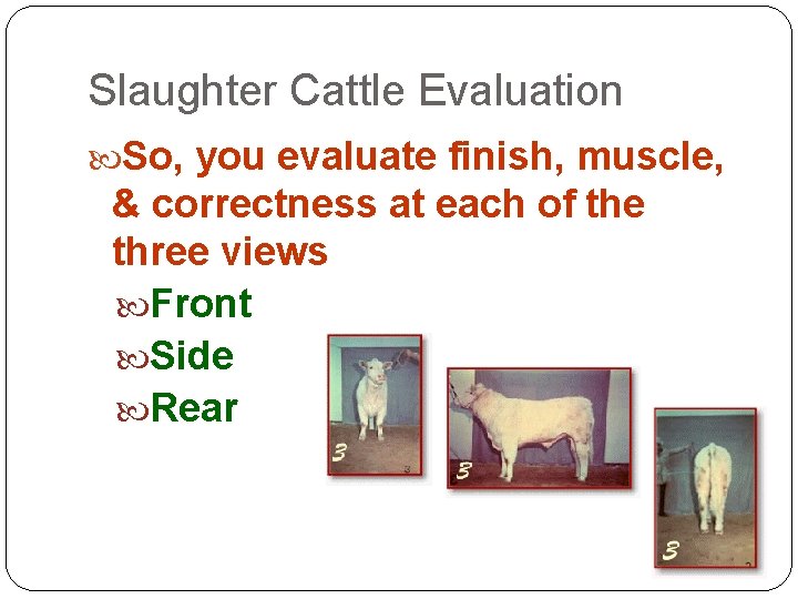 Slaughter Cattle Evaluation So, you evaluate finish, muscle, & correctness at each of the Slaughter Cattle Evaluation So, you evaluate finish, muscle, & correctness at each of the