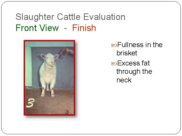 Slaughter Cattle Evaluation Front View - Finish Fullness in the brisket Excess fat through Slaughter Cattle Evaluation Front View - Finish Fullness in the brisket Excess fat through