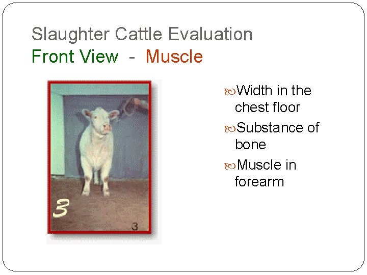 Slaughter Cattle Evaluation Front View - Muscle Width in the chest floor Substance of Slaughter Cattle Evaluation Front View - Muscle Width in the chest floor Substance of